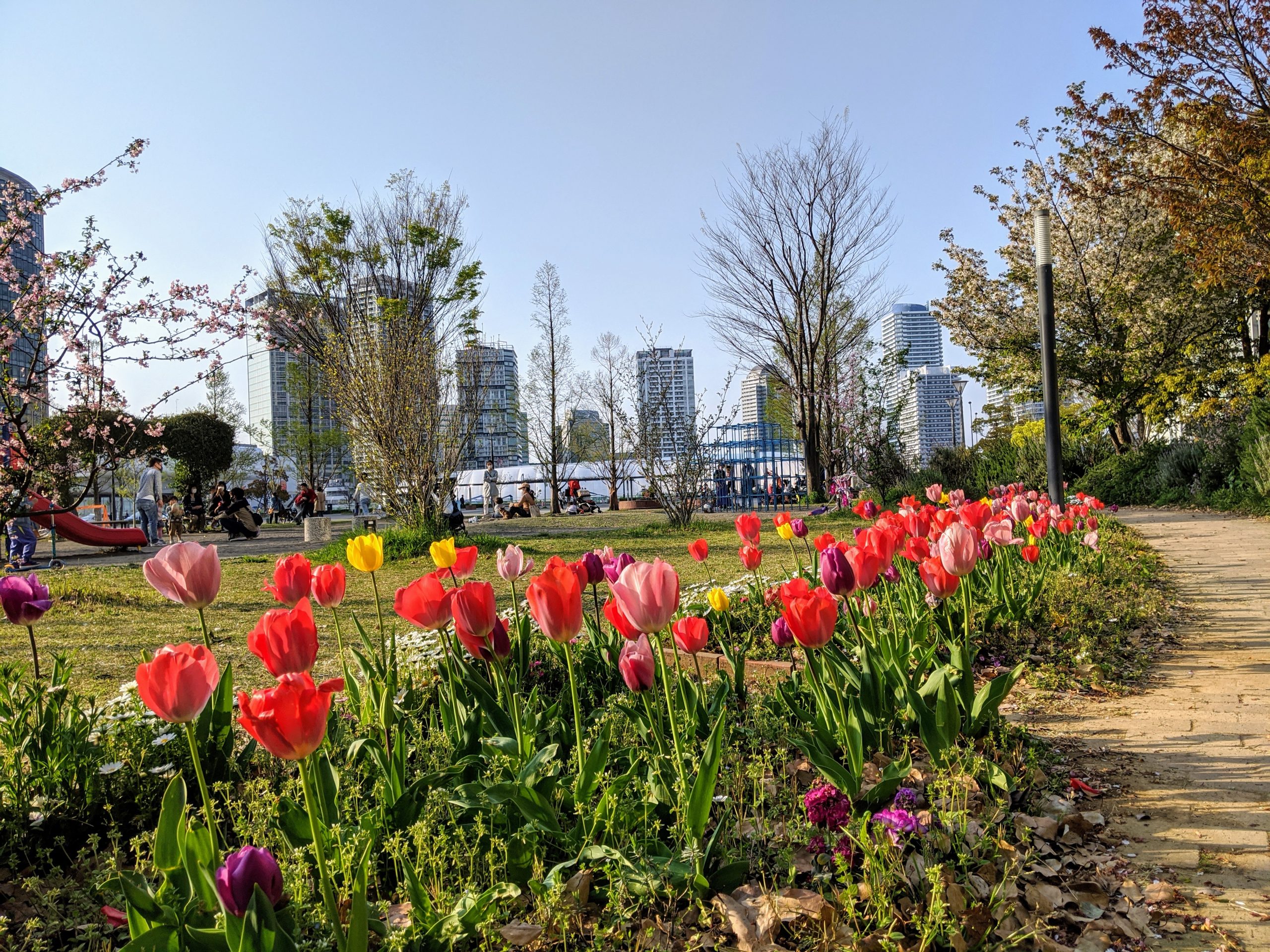 チューリップ花壇