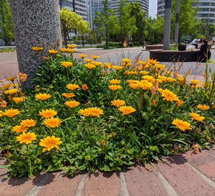 公園の花たち
