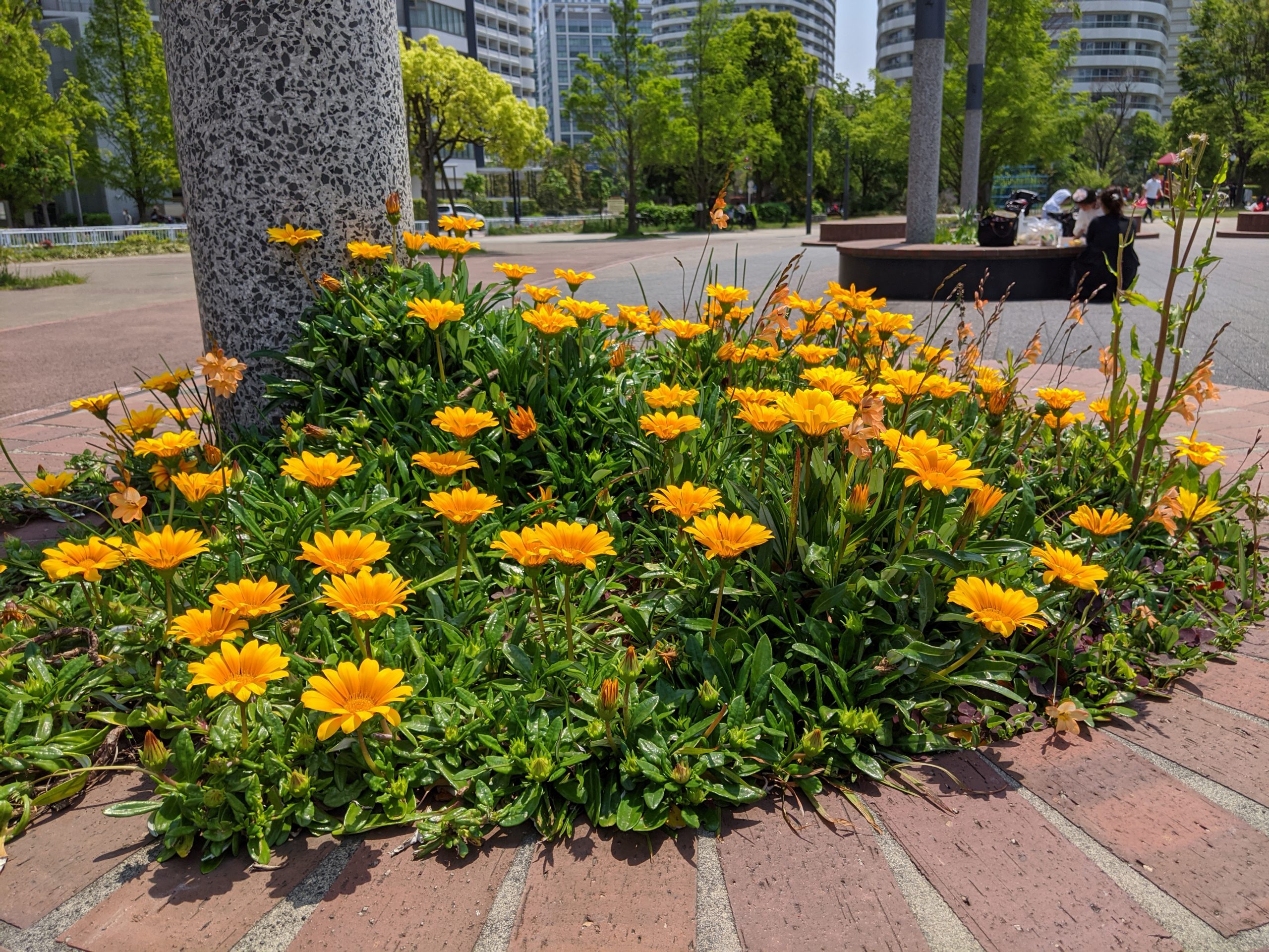 公園の花たち