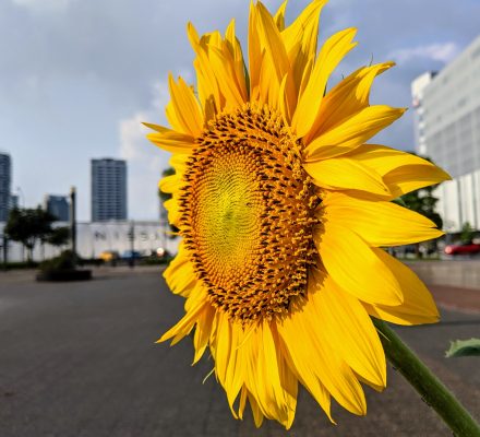 ひまわり咲いた