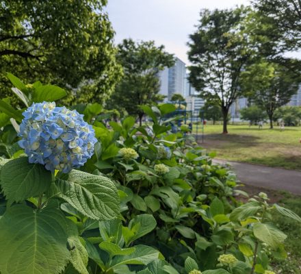 アジサイが咲きました