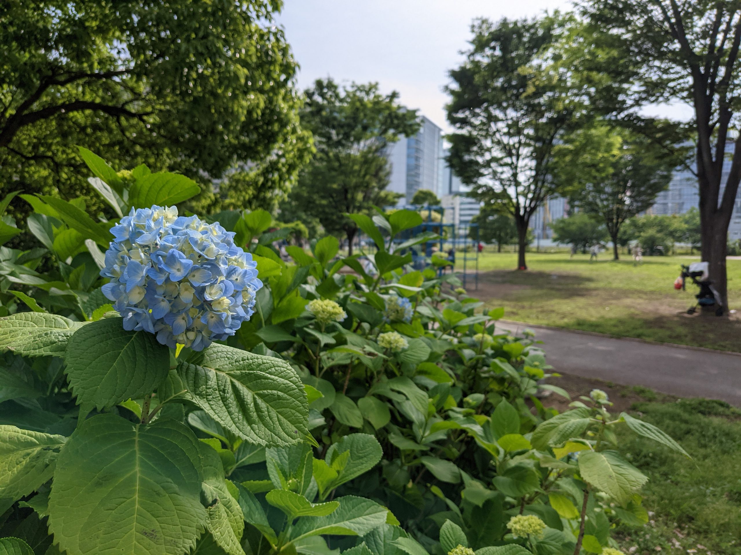 アジサイが咲きました
