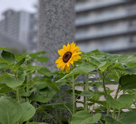 ひまわり1号