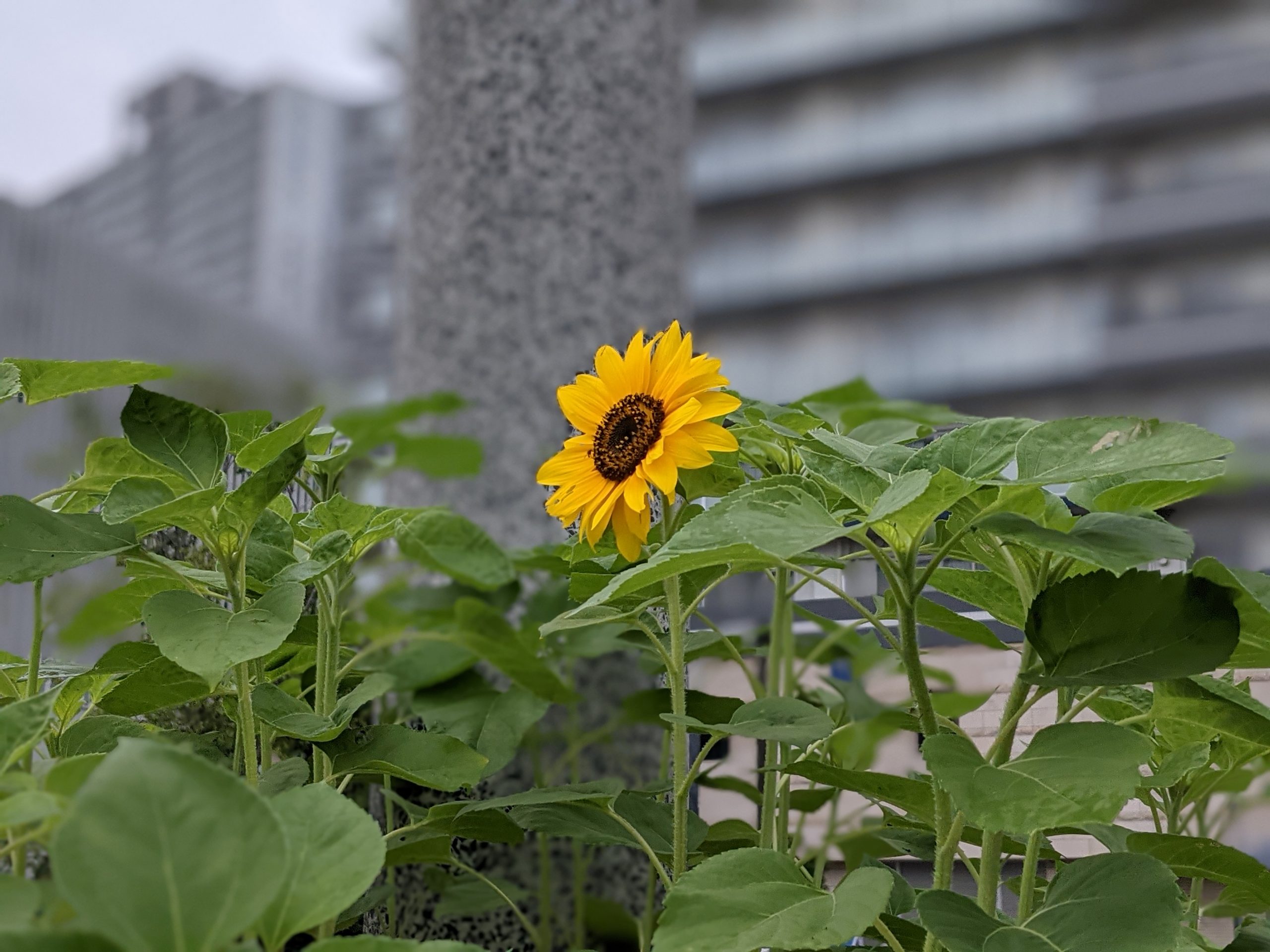ひまわり1号