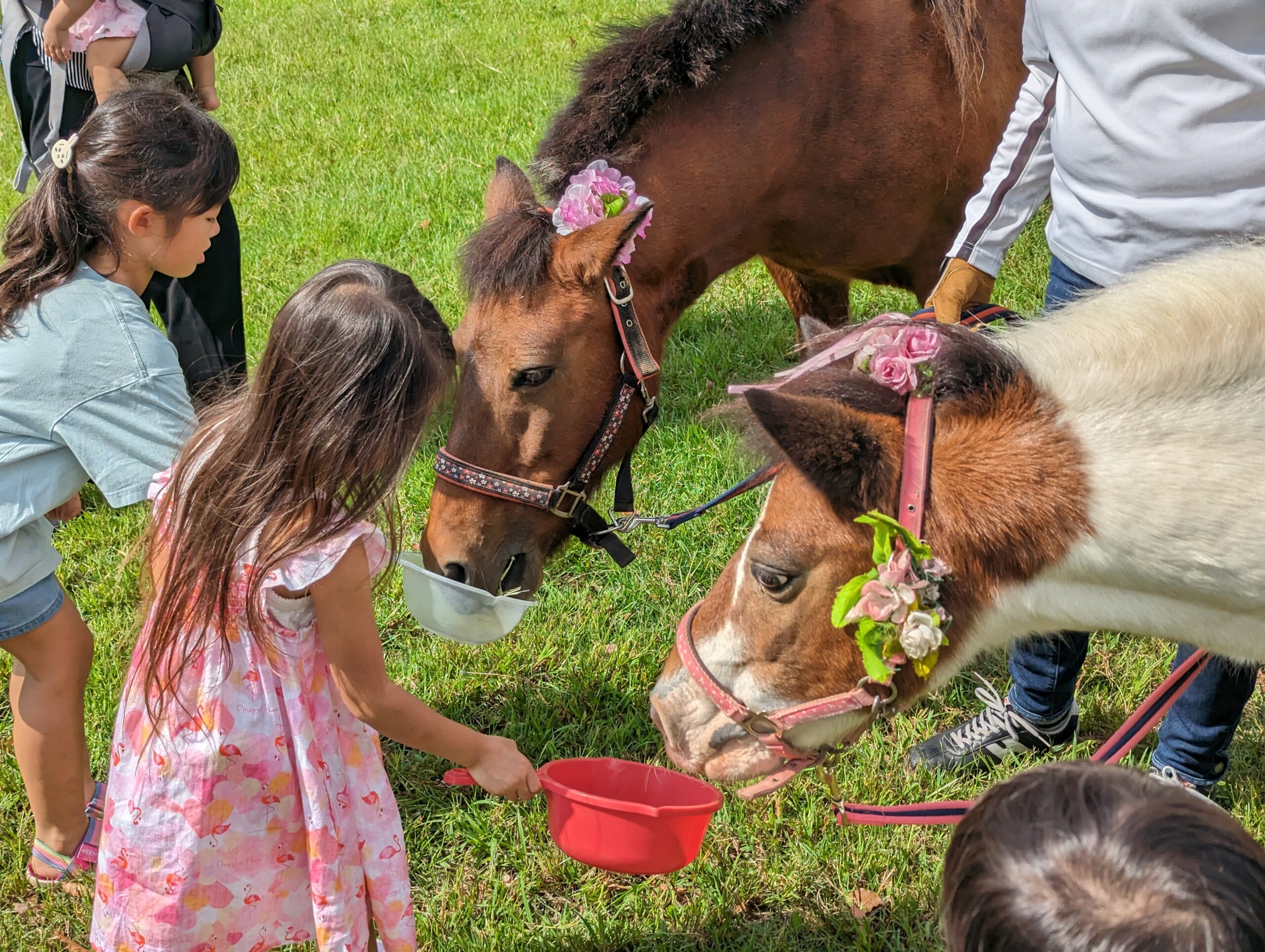 【報告】みなとみらいでポニーと遊ぼう！＠高島水際線公園