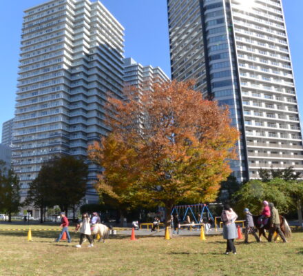 【報告】みなとみらいでポニーと遊ぼう！ – Final